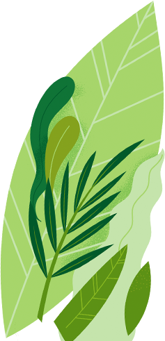 Green Cardamom Leaf