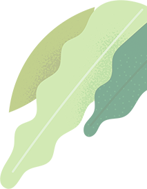 Organic Spice Pattern